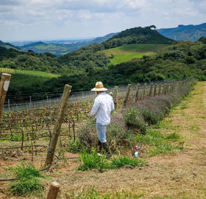 Casa Almeida Barreto Espresso - Brazil - Barista och Espresso