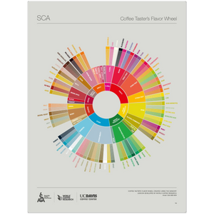 Engels - Poster van de Coffee Taster's Flavor Wheel - SCA ESPRESSO GEAR